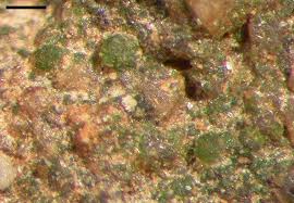 Attēlu rezultāti vaicājumam “Thelopsis rubella”