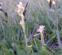 Attēlu rezultāti vaicājumam “Liparis loeselii flower”