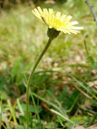 Image result for Hieracium pilosella