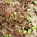 Attēlu rezultāti vaicājumam “Juncus bulbosus fruit”