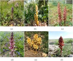 Attēlu rezultāti vaicājumam “Orobanche coerulescens bud”