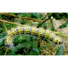 Attēlu rezultāti vaicājumam “Phalera bucephala larva”