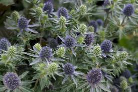 Image result for Eryngium `Blue Hobbit`