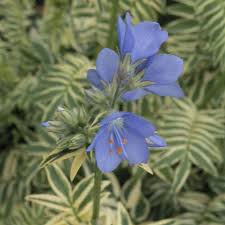 Attēlu rezultāti vaicājumam “Polemonium caeruleum flower”