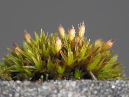 Attēlu rezultāti vaicājumam “Orthotrichum anomalum sporophyte”