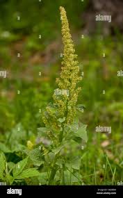 Attēlu rezultāti vaicājumam “Chenopodium bonus-henricus leaf”