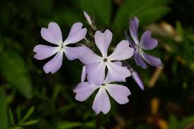 Attēlu rezultāti vaicājumam “Prunus cerasifera var. divaricata flower”