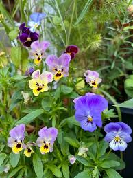 Image result for Viola cornuta