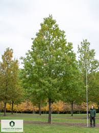 Attēlu rezultāti vaicājumam “Quercus robur”