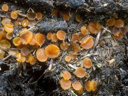 Attēlu rezultāti vaicājumam “Cheilymenia stercorea”