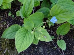 Image result for Omphalodes verna