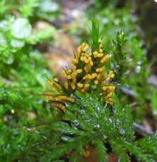 Attēlu rezultāti vaicājumam “Seligeria campylopoda sporophyte”