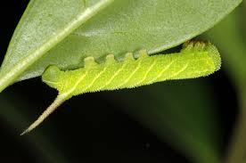 Attēlu rezultāti vaicājumam “Sphinx ligustri larva”