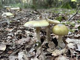 Attēlu rezultāti vaicājumam “Amanita phalloides”