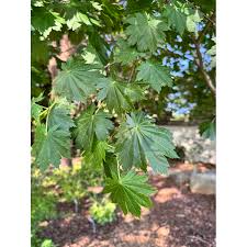 Attēlu rezultāti vaicājumam “Acer pseudosieboldianum”