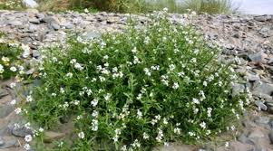 Attēlu rezultāti vaicājumam “Cakile maritima subsp. baltica flower”