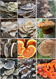 Attēlu rezultāti vaicājumam “Phellinus nigrolimitatus”