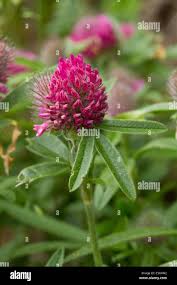 Attēlu rezultāti vaicājumam “Trifolium alpestre flower”
