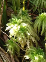 Attēlu rezultāti vaicājumam “Sphagnum squarrosum”