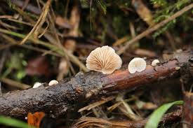 Attēlu rezultāti vaicājumam “Crepidotus versutus”