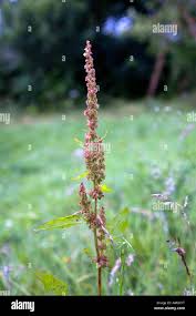 Attēlu rezultāti vaicājumam “Rumex obtusifolius flower”