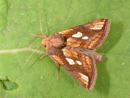 Attēlu rezultāti vaicājumam “Plusia festucae”