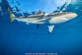 Image result for Carcharhinus falciformis