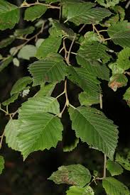 Attēlu rezultāti vaicājumam “Alnus incana leaf”