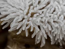 Attēlu rezultāti vaicājumam “Ceratiomyxa fruticulosa plasmodium”