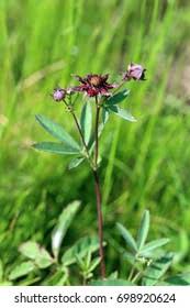 Attēlu rezultāti vaicājumam “Comarum palustre leaf”