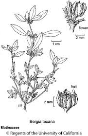 Attēlu rezultāti vaicājumam “Elatinaceae”
