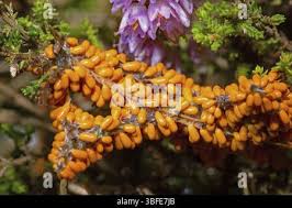 Attēlu rezultāti vaicājumam “Leocarpus fragilis stalked”