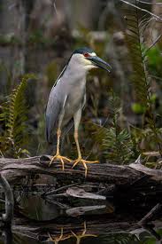Image result for Nycticorax nycticorax