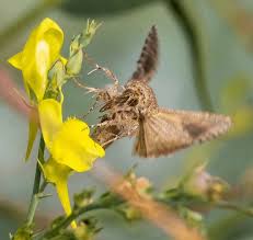 Attēlu rezultāti vaicājumam “Autographa gamma”