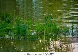 Attēlu rezultāti vaicājumam “Schoenoplectus lacustris subsp. lacustris”