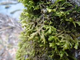 Attēlu rezultāti vaicājumam “Porella platyphylla macro”