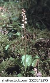 Attēlu rezultāti vaicājumam “Pyrola minor leaf”