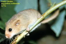 Attēlu rezultāti vaicājumam “Muscardinus avellanarius”