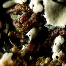 Attēlu rezultāti vaicājumam “Menegazzia terebrata”