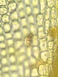 Attēlu rezultāti vaicājumam “Orthotrichum, Nyholmiella”