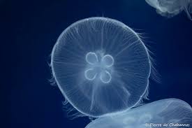 Attēlu rezultāti vaicājumam “Aurelia aurita”