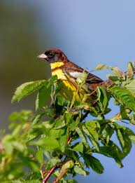 Image result for Emberiza aureola
