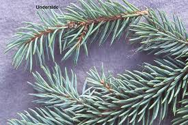 Attēlu rezultāti vaicājumam “Picea pungens”