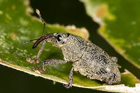 Image result for Coleoptera Curculionoidea
