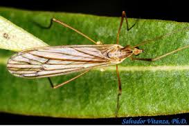 Attēlu rezultāti vaicājumam “Limoniidae”