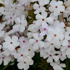 Attēlu rezultāti vaicājumam “Phlox paniculata”