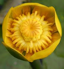 Attēlu rezultāti vaicājumam “Nuphar lutea leaf”