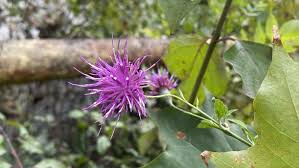 Attēlu rezultāti vaicājumam “Serratula tinctoria flower”