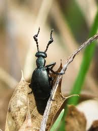 Attēlu rezultāti vaicājumam “Meloe sp.”