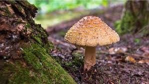 Attēlu rezultāti vaicājumam “Amanita rubescens”